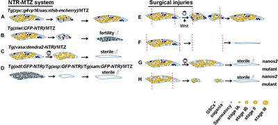 Zebrafish as a Model for Germ Cell Regeneration